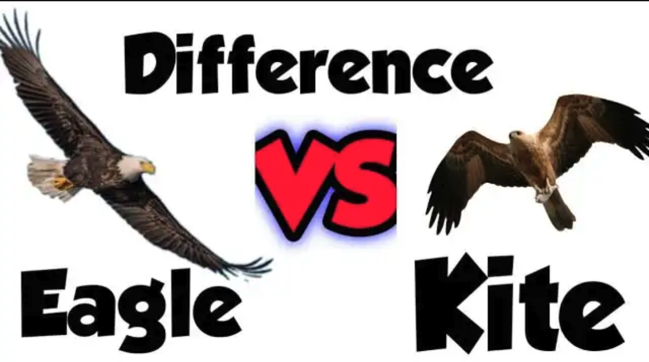 Eagle vs Kite